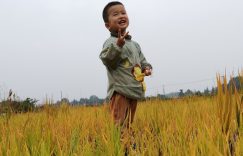 外婆家的田野里，我喜欢的田野